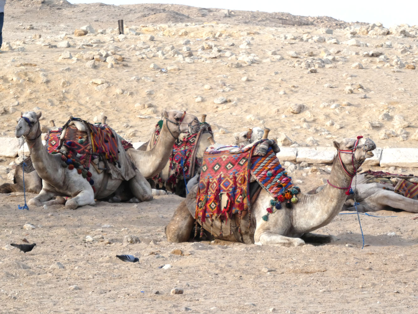 Camel Layby
