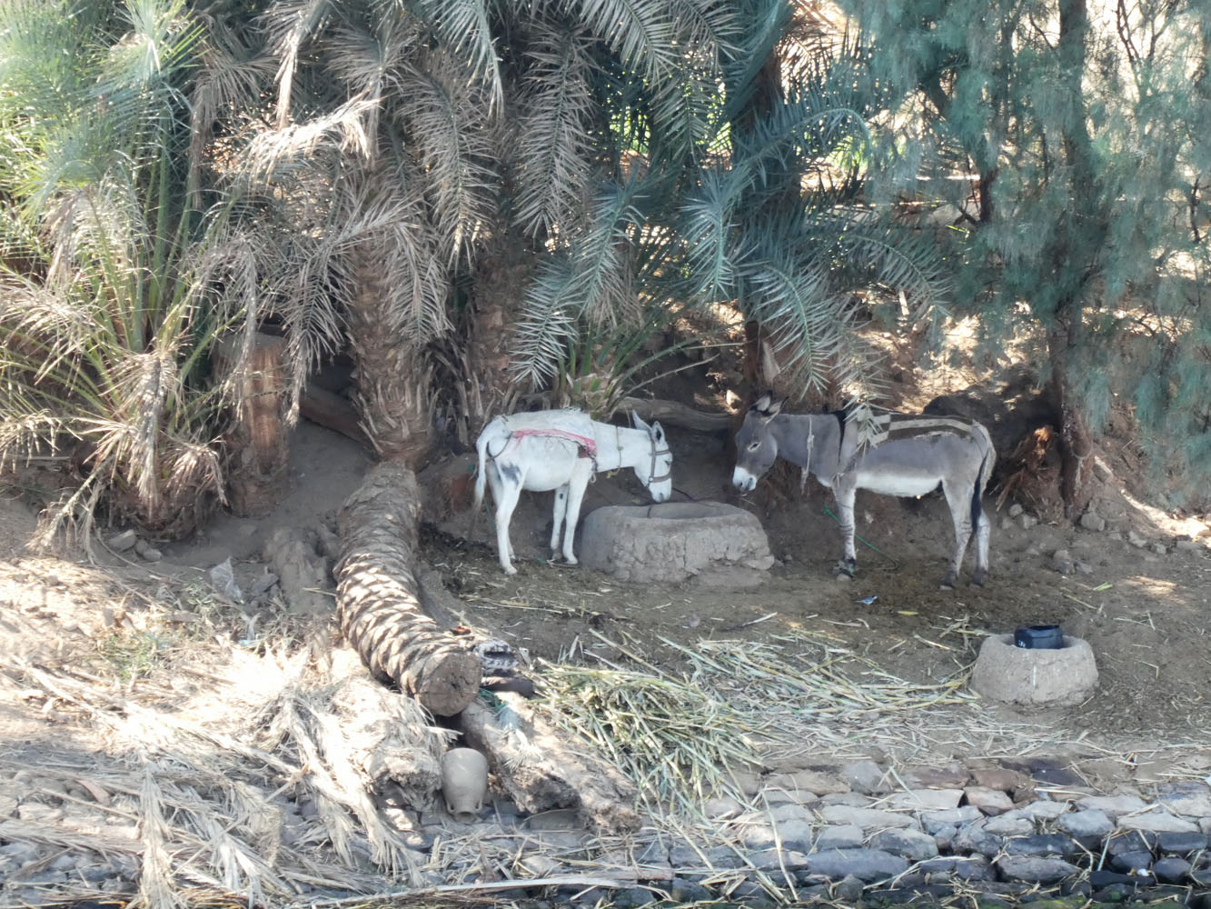 Donkeys along the Nile