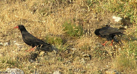 choughcrop.jpg